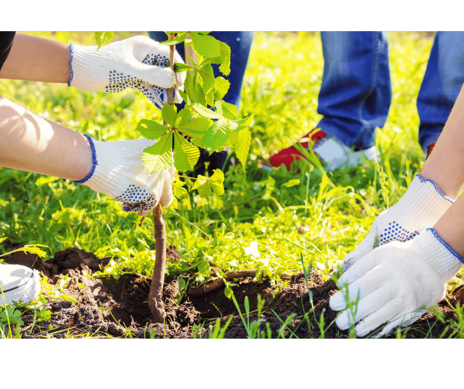 Make a Difference: Volunteering Opportunities in Somerset