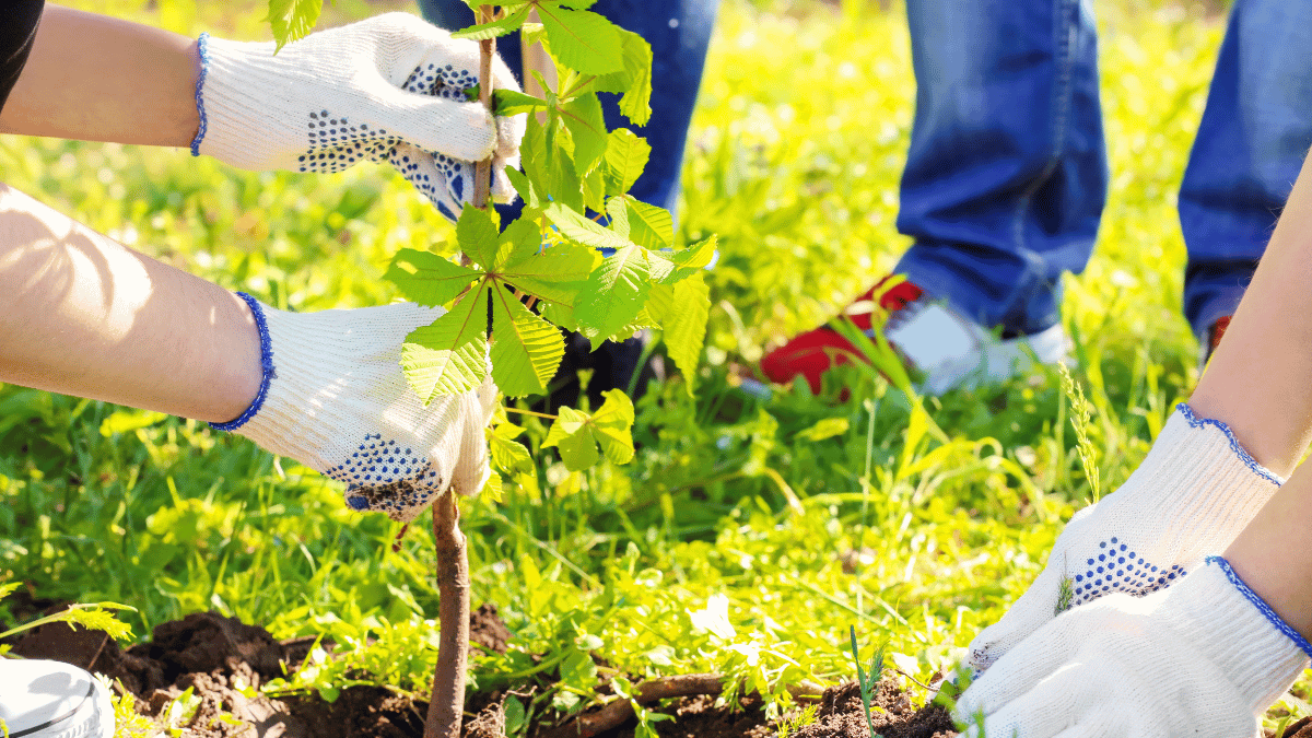 Make a Difference: Volunteering Opportunities in Somerset